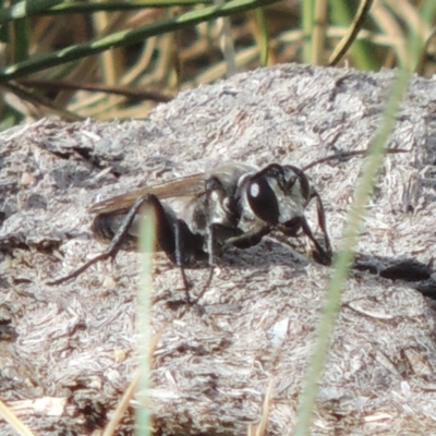 Sphex sp. (genus) (Unidentified Sphex digger wasp) at Point Hut to Tharwa - 12 Mar 2019 by michaelb