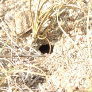 Sphex sp. (genus) at Paddys River, ACT - 12 Mar 2019