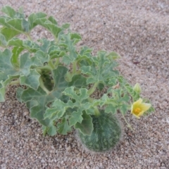 Citrullus amarus (Wild Melon, Camel Melon, Bitter Melon) at Point Hut to Tharwa - 12 Mar 2019 by michaelb