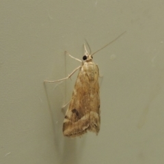 Hellula hydralis (Cabbage Centre Moth) at Conder, ACT - 12 Mar 2019 by michaelb