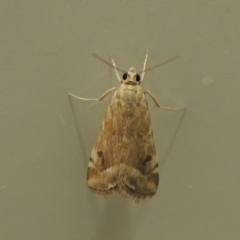 Hellula hydralis at Conder, ACT - 12 Mar 2019 10:16 PM