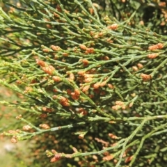 Callitris endlicheri (Black Cypress Pine) at Pine Island to Point Hut - 16 Oct 2014 by michaelb