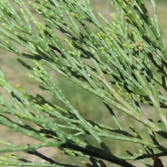 Callitris endlicheri at Greenway, ACT - 16 Oct 2014