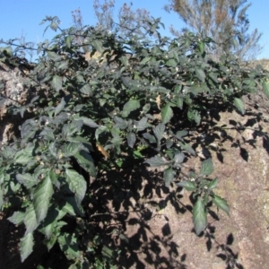 Solanum nigrum at Molonglo River Reserve - 18 May 2019