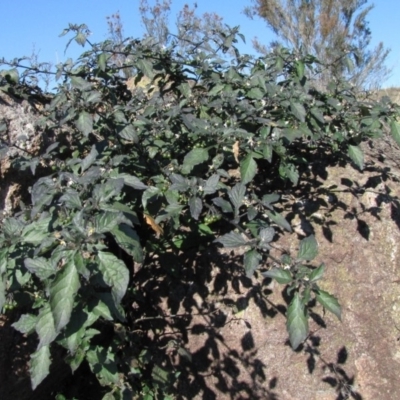 Solanum nigrum (Black Nightshade) at Lower Molonglo - 18 May 2019 by Kurt