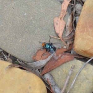 Rutilia (Chrysorutilia) sp. (genus & subgenus) at Wamboin, NSW - 31 Jan 2019