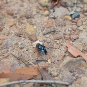 Rutilia (Chrysorutilia) sp. (genus & subgenus) at Wamboin, NSW - 31 Jan 2019