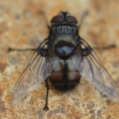 Rutilia sp. (genus) (A Rutilia bristle fly, subgenus unknown) at QPRC LGA - 31 Jan 2019 by natureguy