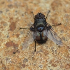 Rutilia sp. (genus) at Wamboin, NSW - 31 Jan 2019