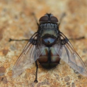 Rutilia sp. (genus) at Wamboin, NSW - 31 Jan 2019 01:28 PM