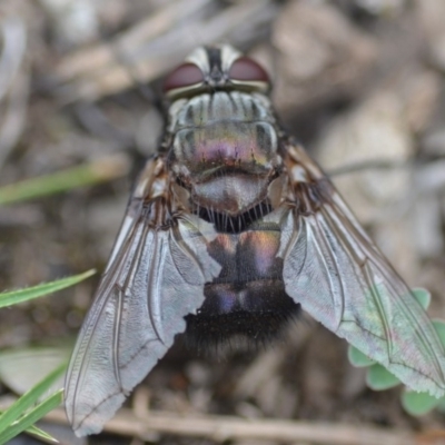Rutilia (Donovanius) sp. (genus & subgenus) (A Bristle Fly) at Wamboin, NSW - 31 Jan 2019 by natureguy