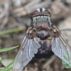 Rutilia (Donovanius) sp. (genus & subgenus) at Wamboin, NSW - 31 Jan 2019