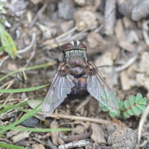 Rutilia (Donovanius) sp. (genus & subgenus) at Wamboin, NSW - 31 Jan 2019 01:28 PM