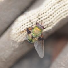 Rutilia (Chrysorutilia) formosa (A Bristle fly) at Wamboin, NSW - 31 Jan 2019 by natureguy