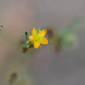 Hypericum gramineum at Wamboin, NSW - 31 Jan 2019