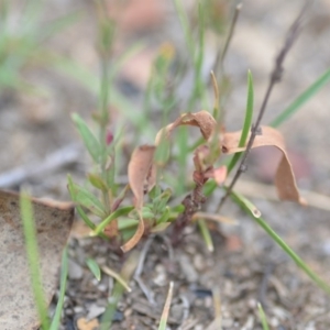 Hypericum gramineum at Wamboin, NSW - 31 Jan 2019 01:30 PM