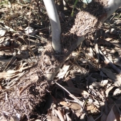 Papyrius nitidus (Shining Coconut Ant) at Watson, ACT - 17 May 2019 by Christine