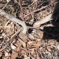 Papyrius nitidus at Watson, ACT - 17 May 2019