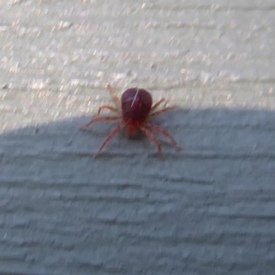 Acari (informal subclass) (Unidentified mite) at Jerrabomberra Wetlands - 16 May 2019 by Christine