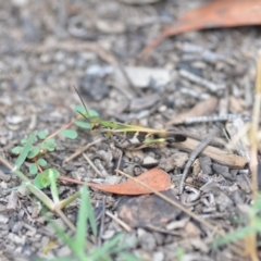 Oedaleus australis (Australian Oedaleus) at Wamboin, NSW - 31 Jan 2019 by natureguy