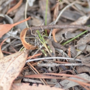 Oedaleus australis at Wamboin, NSW - 31 Jan 2019