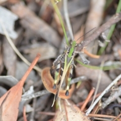 Oedaleus australis at Wamboin, NSW - 31 Jan 2019