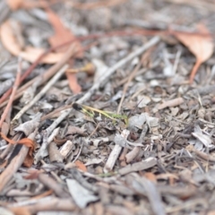 Oedaleus australis at Wamboin, NSW - 31 Jan 2019 01:32 PM