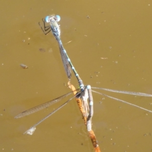 Austrolestes leda at Watson, ACT - 17 May 2019 12:48 PM