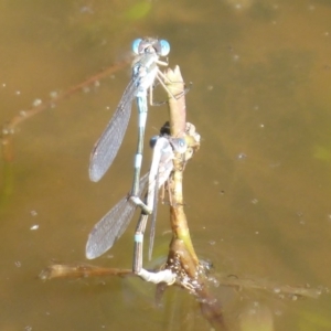 Austrolestes leda at Watson, ACT - 17 May 2019