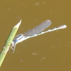 Austrolestes leda at Watson, ACT - 17 May 2019 12:48 PM