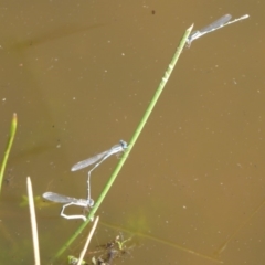 Austrolestes leda at Watson, ACT - 17 May 2019 12:48 PM