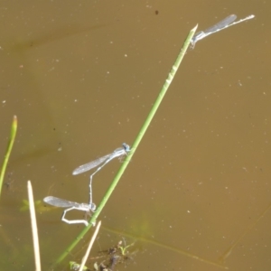 Austrolestes leda at Watson, ACT - 17 May 2019