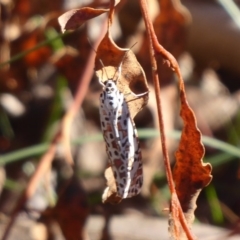 Utetheisa pulchelloides (Heliotrope Moth) at Watson Woodlands - 17 May 2019 by Christine