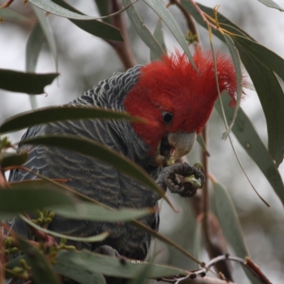 Callocephalon fimbriatum (Gang-gang Cockatoo) at Red Hill to Yarralumla Creek - 12 May 2019 by LisaH