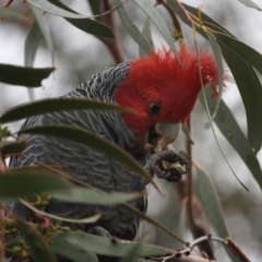 Callocephalon fimbriatum (Gang-gang Cockatoo) at Hughes Grassy Woodland - 12 May 2019 by LisaH