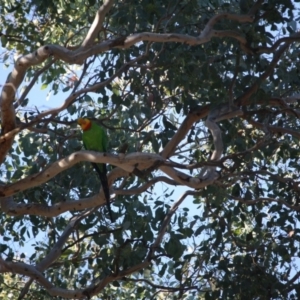 Polytelis swainsonii at Deakin, ACT - suppressed