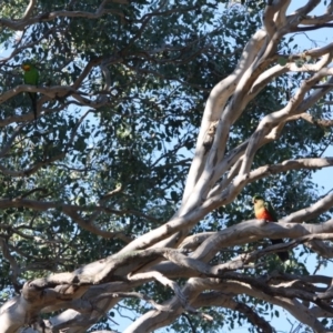 Polytelis swainsonii at Deakin, ACT - suppressed