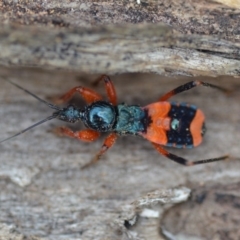 Ectomocoris patricius (Ground assassin bug) at Wamboin, NSW - 4 Feb 2019 by natureguy