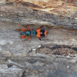 Ectomocoris patricius at Wamboin, NSW - 4 Feb 2019