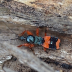 Ectomocoris patricius at Wamboin, NSW - 4 Feb 2019