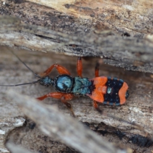 Ectomocoris patricius at Wamboin, NSW - 4 Feb 2019