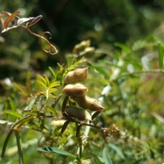 Vicia hirsuta (Hairy Vetch) at Mount Mugga Mugga - 18 May 2019 by Mike