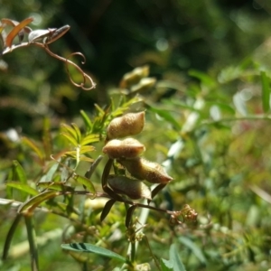 Vicia hirsuta at O'Malley, ACT - 18 May 2019 10:31 AM