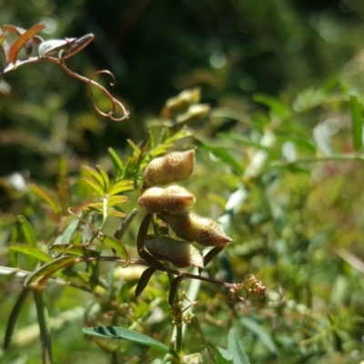 Vicia hirsuta (Hairy Vetch) at Mount Mugga Mugga - 18 May 2019 by Mike