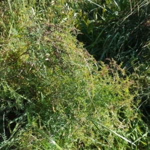 Vicia hirsuta at O'Malley, ACT - 18 May 2019 10:31 AM