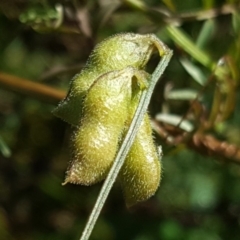 Vicia hirsuta at O'Malley, ACT - 18 May 2019 10:31 AM