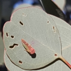 Rosopaella lopada (A leafhopper) at Callum Brae - 18 May 2019 by Mike