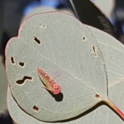 Rosopaella lopada (A leafhopper) at Callum Brae - 18 May 2019 by Mike