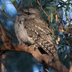 Podargus strigoides (Tawny Frogmouth) at Watson Woodlands - 19 May 2019 by rawshorty