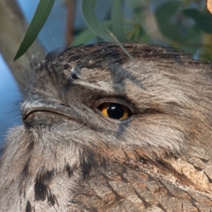 Podargus strigoides at Watson, ACT - 19 May 2019 07:47 AM